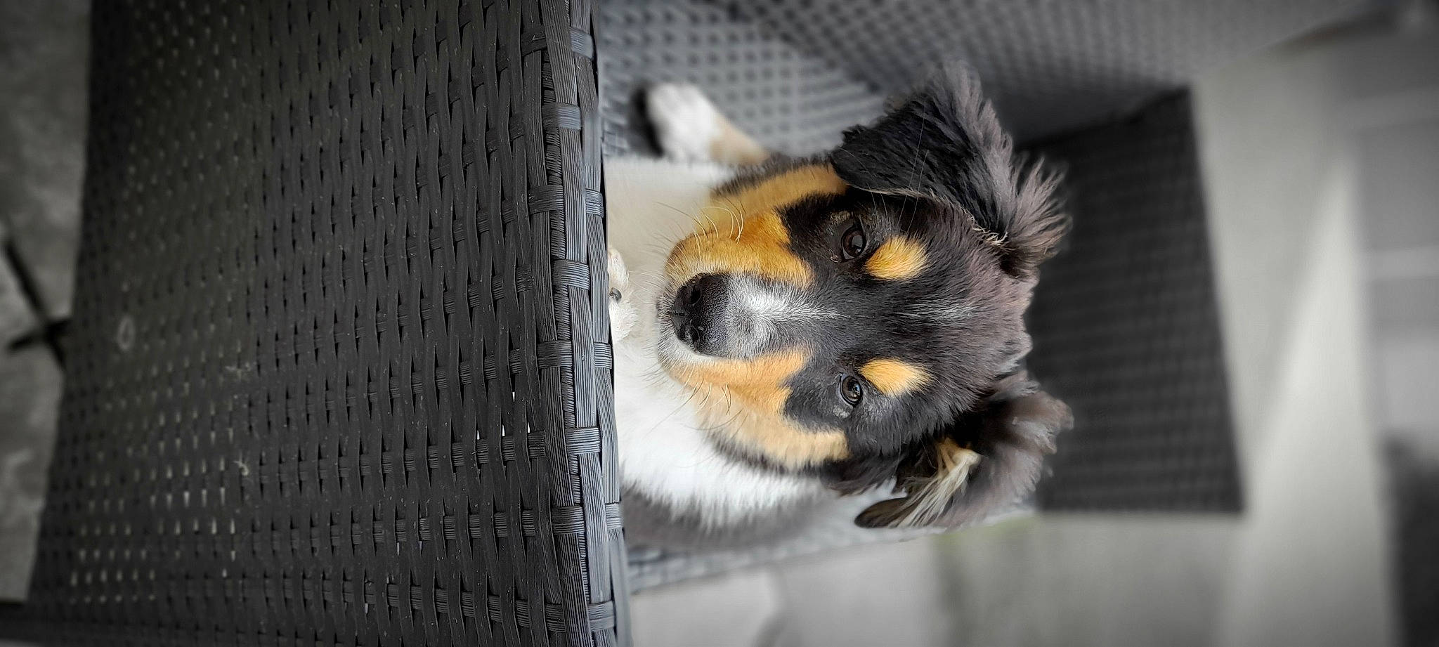 Taïs a rejoint le concours — aidez-le/la à gagner de superbes lots ! animal_shelter, cage, canidae, carnivore, claw, companion_dog, dog, dog_breed, dog_supply, fur, mesh, pet_supply, snout, sporting_group, tail, terrestrial_animal, whiskers, wildlife, window, wire_fencing