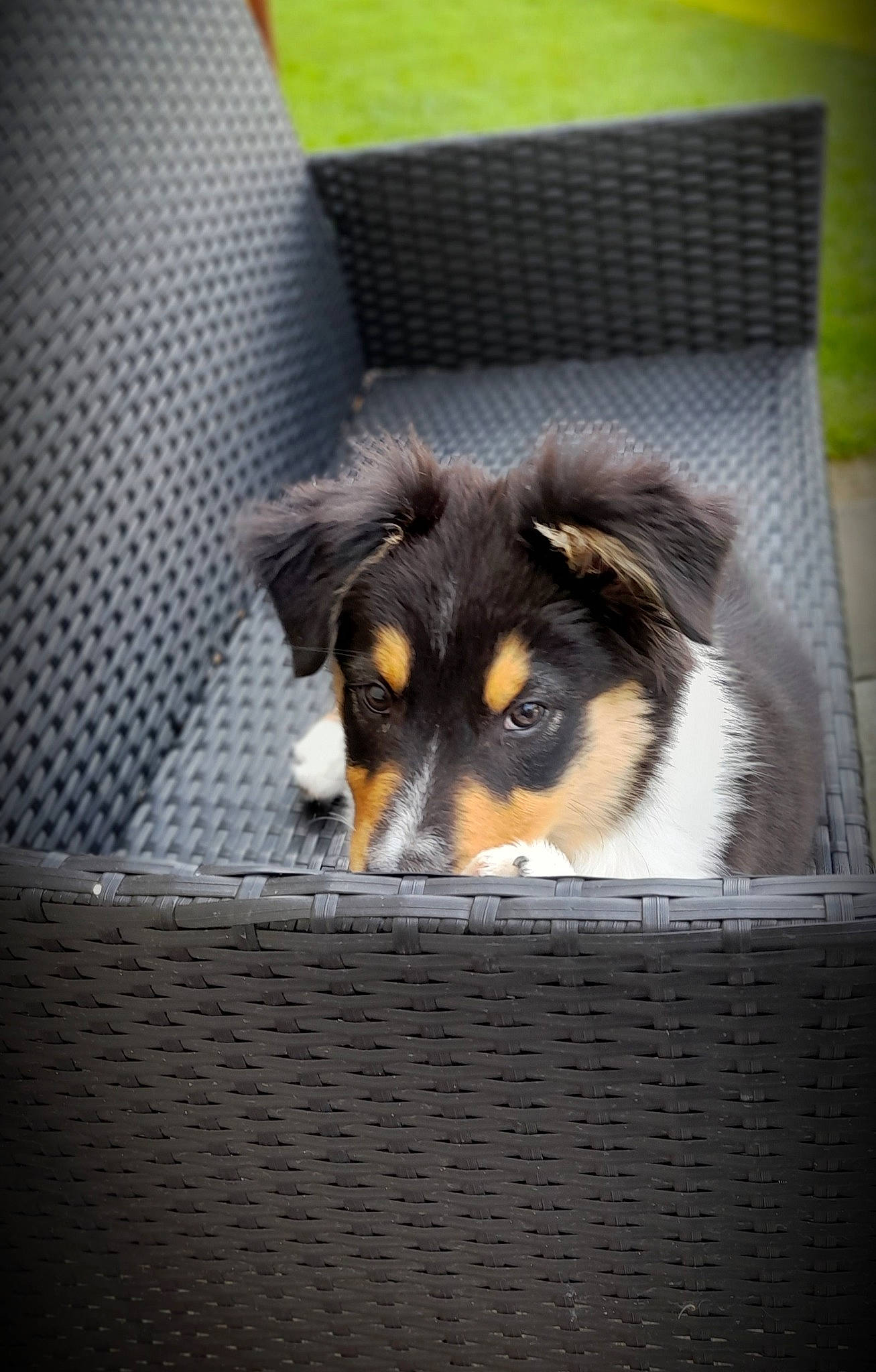 Taïs participe au concours pour gagner de l'argent avec cette photo : canidae, carnivore, comfort_food, companion_dog, dog, dog_breed, felidae, fur, herding_dog, pet_supply, puppy, recipe, small_to_medium_sized_cats, snout, sporting_group, terrestrial_animal, toy_dog, whiskers, wildlife, working_dog