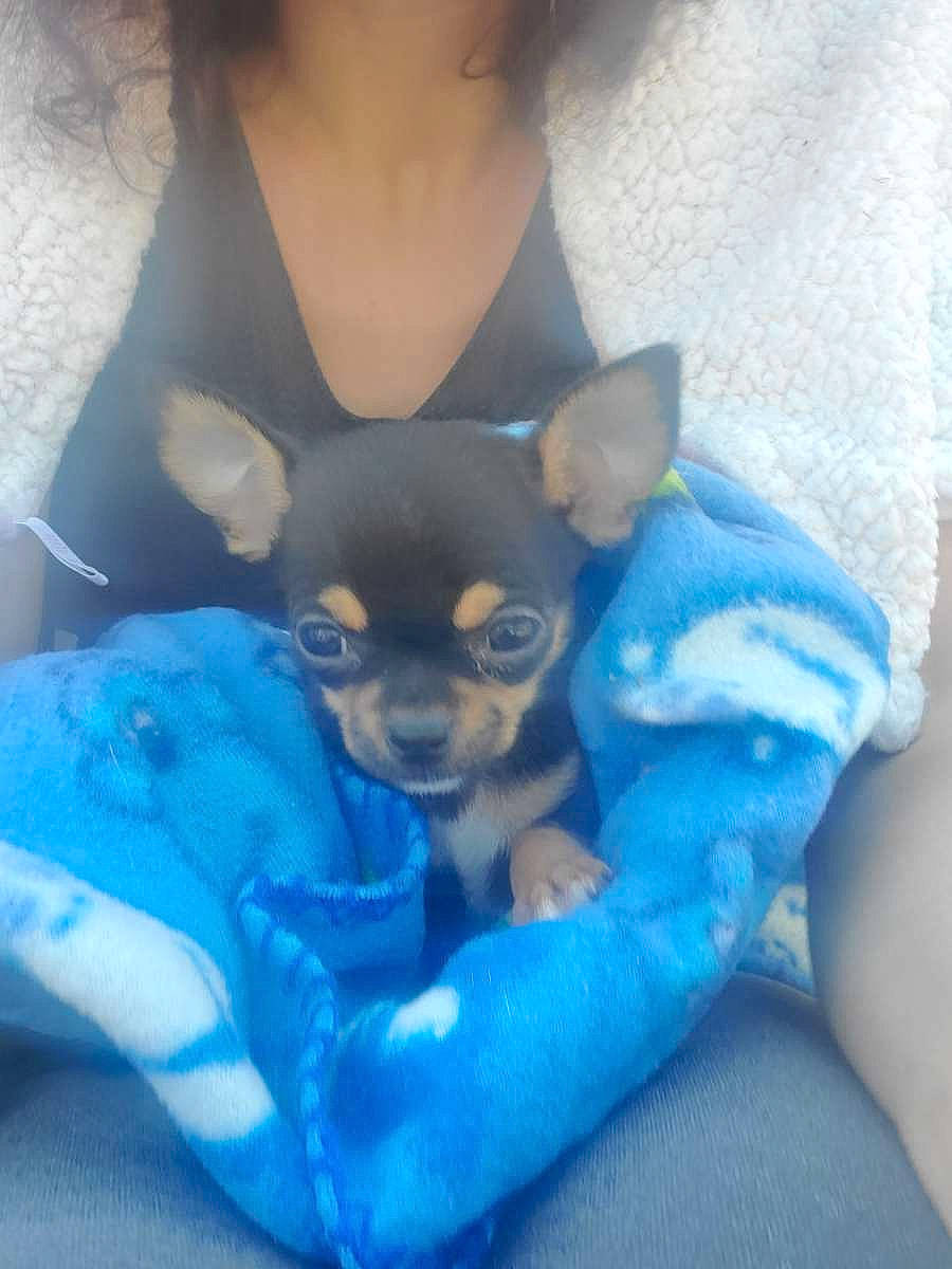 Popcorn is registered to the contest to win money with this photo: canidae, carnivore, chihuahua, comfort, companion_dog, corgi_chihuahua, dog, dog_breed, dog_supply, electric_blue, fawn, fur, sitting, small_terrier, snout, sporting_group, t_shirt, toy_dog, whiskers, working_animal