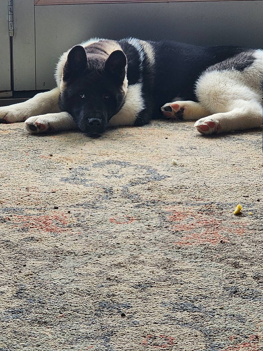 Navya joined the competition — help win amazing prizes! asphalt, carnivore, comfort, dog_breed, door, fawn, flooring, foot, fur, grass, human_leg, paw, road, road_surface, shadow, soil, tail, terrestrial_animal, tints_and_shades, whiskers