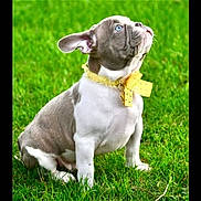 Karlos a rejoint le concours — aidez-le/la à gagner de superbes lots ! adorable, alert, animal, blue_eyes, bow, bulldog, canine, cute, dog, fur, grass, nature, outdoor, pet, playful, puppy, sitting, small, yellow_collar, young