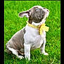 adorable, alert, animal, blue_eyes, bow, bulldog, canine, cute, dog, fur, grass, nature, outdoor, pet, playful, puppy, sitting, small, yellow_collar, young