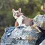 Karlos participe au concours pour gagner de l'argent avec cette photo : dog, french_bulldog, rock, outdoor, towel, pet, animal, nature, sunlight, ears, fur, sitting, curious, portrait, daylight, closeup, canine, mammal, background_blur, resting