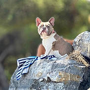 Karlos a rejoint le concours — aidez-le/la à gagner de superbes lots ! dog, french_bulldog, rock, outdoor, nature, towel, pet, animal, portrait, sitting, curious, daylight, blurred_background, fur, ears, snout, collar, mammal, quiet, serene