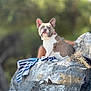 dog, french_bulldog, rock, outdoor, nature, towel, pet, animal, portrait, sitting, curious, daylight, blurred_background, fur, ears, snout, collar, mammal, quiet, serene