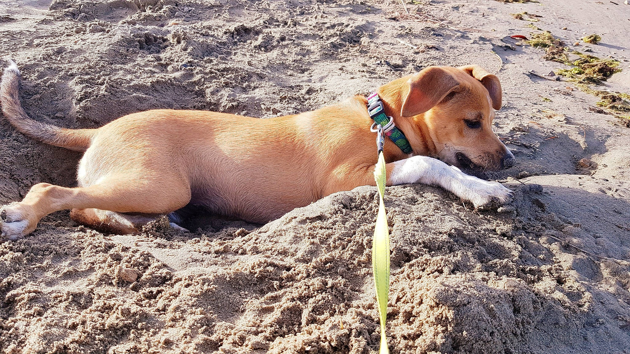 Fauve a rejoint le concours — aidez-le/la à gagner de superbes lots ! adventure, canidae, carnivore, collar, companion_dog, dog, dog_breed, dog_supply, fawn, hunting_dog, pet_supply, sand, snout, soil, sporting_group, working_animal, working_dog