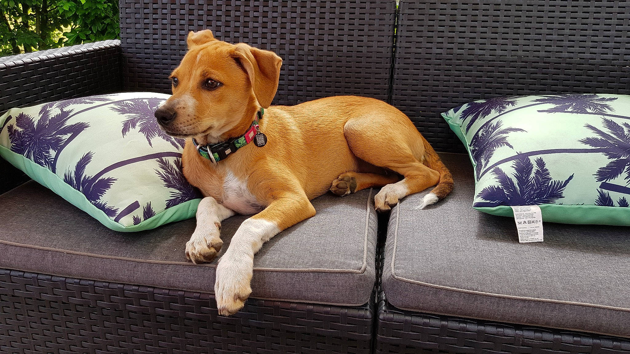 Fauve participe au concours pour gagner de l'argent avec cette photo : canidae, carnivore, collar, comfort, companion_dog, dog, dog_breed, dog_collar, dog_supply, fawn, flowerpot, houseplant, liver, paw, pet_supply, plant, snout, tail, whiskers, working_animal