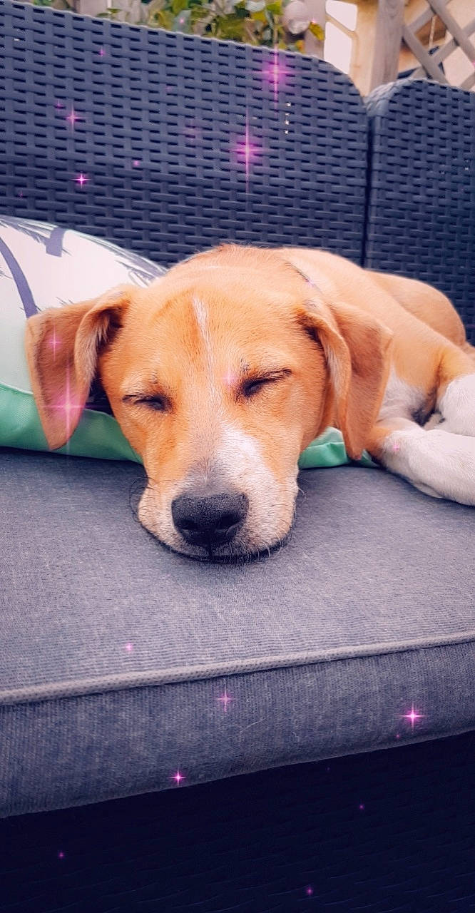 Fauve participe au concours pour gagner de l'argent avec cette photo : beagle, canidae, carnivore, companion_dog, dog, dog_breed, dog_supply, fawn, flooring, fur, hound, pet_supply, puppy, sporting_group, whiskers, working_animal