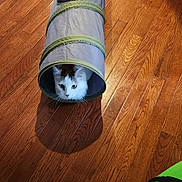 Fluffy Puff is registered to the contest to win money with this photo: cat, pet, animal, tunnel_toy, wooden_floor, indoor, curious, white_cat, patches, shadow, flooring, water_bottles, plastic_pack, home, playful, window, light, green, gray, toy