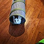 cat, pet, animal, tunnel_toy, wooden_floor, indoor, curious, white_cat, patches, shadow, flooring, water_bottles, plastic_pack, home, playful, window, light, green, gray, toy