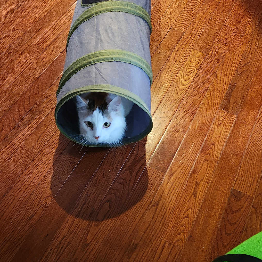 Fluffy Puff is registered to the contest to win money with this photo: animal, cat, curious, flooring, gray, green, home, indoor, light, patches, pet, plastic_pack, playful, shadow, toy, tunnel_toy, water_bottles, white_cat, window, wooden_floor