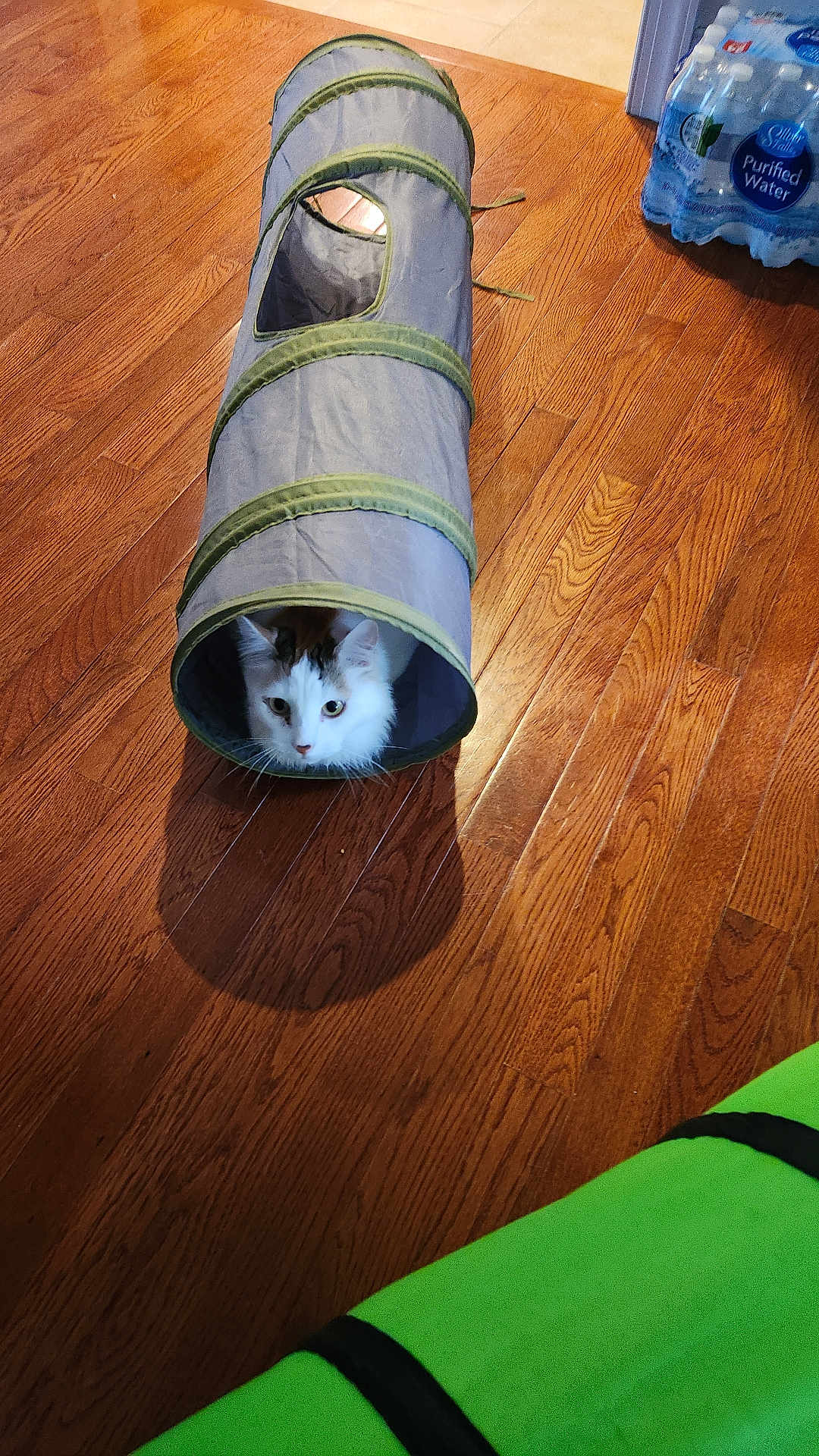 Fluffy Puff is registered to the contest to win money with this photo: cat, pet, animal, tunnel_toy, wooden_floor, indoor, curious, white_cat, patches, shadow, flooring, water_bottles, plastic_pack, home, playful, window, light, green, gray, toy