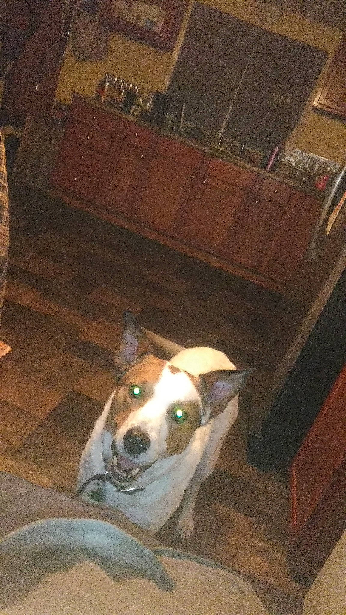 Buddy joined the competition — help win amazing prizes! brown, carnivore, chair, companion_dog, dog, dog_breed, fawn, floor, flooring, hardwood, non_sporting_group, room, sporting_group, whiskers, wood, working_animal