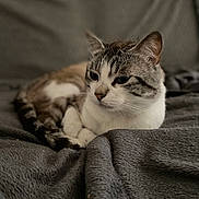 Olaf participe au concours pour gagner de l'argent avec cette photo : animal, blanket, cat, closeup, comfort, cozy, cute, ears, feline, fur, gray, indoor, pet, relaxed, resting, sleepy, soft, tabby, whiskers, white