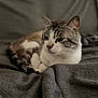 animal, blanket, cat, closeup, comfort, cozy, cute, ears, feline, fur, gray, indoor, pet, relaxed, resting, sleepy, soft, tabby, whiskers, white