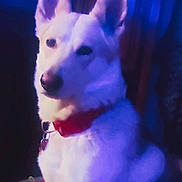 Kala is registered to the contest to win money with this photo: dog, white_dog, pointy_ears, red_collar, pet, animal, portrait, close_up, sitting, blue_lighting, purple_lighting, indoor, dark_background, canine, fur, snout, nose, alert, side_profile, dramatic_lighting