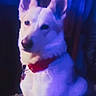 alert, animal, blue_lighting, canine, close_up, dark_background, dog, dramatic_lighting, fur, indoor, nose, pet, pointy_ears, portrait, purple_lighting, red_collar, side_profile, sitting, snout, white_dog