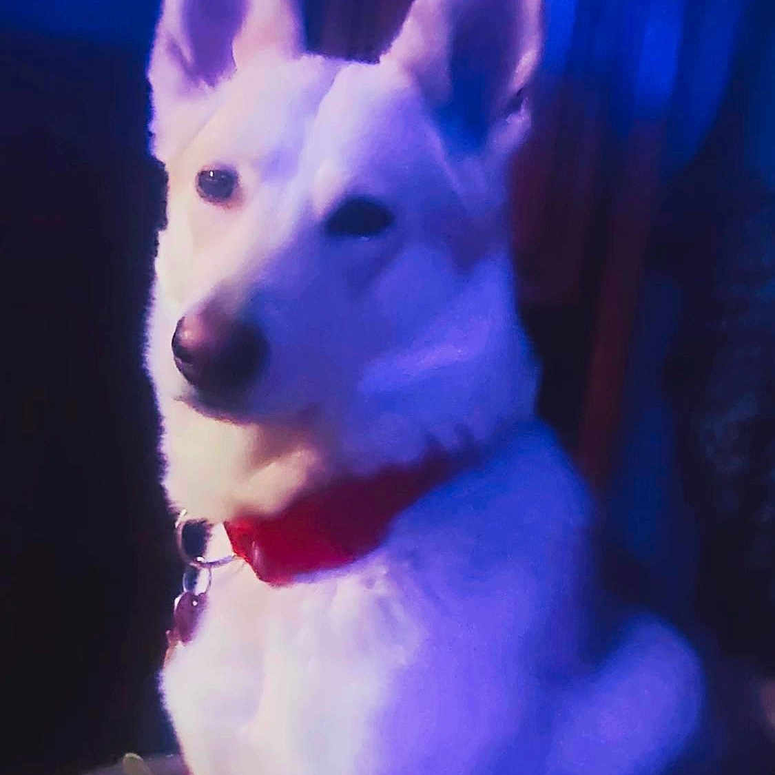 Kala is registered to the contest to win money with this photo: dog, white_dog, pointy_ears, red_collar, pet, animal, portrait, close_up, sitting, blue_lighting, purple_lighting, indoor, dark_background, canine, fur, snout, nose, alert, side_profile, dramatic_lighting