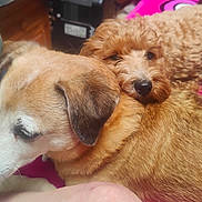 Clyde is registered to the contest to win money with this photo: black_nose, brown_fur, canine, close_up, cozy, cuddling, curly_fur, dogs, floppy_ears, friendship, home, indoors, pet, pink_blanket, portrait, puppy, relaxed, short_fur, sleeping, snuggling