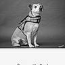 Clyde joined the competition — help win amazing prizes! alert, animal, black_and_white, browser, canine, competition, dog, harness, leash, pet, portrait, serious_expression, short_hair, sitting, small_dog, smartphone, studio, text_overlay, vote_button, website