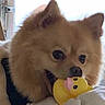 Zues joined the competition — help win amazing prizes! dog, pet, toy, rubber_duck, indoor, fluffy, cute, animal, playful, closeup, brown_fur, nose, ears, mouth, bed, white_background, domestic, companion, happy, fun