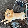 Zues is registered to the contest to win money with this photo: animal, canine, chair, companion, cute, dog, domestic, flooring, fur, green_hose, indoor, metal_bowl, paw, pet, pomeranian, relaxed, smiling, tongue_out, water, wooden_floor