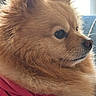 animal, canine, close_up, clothing, couch, cozy, cute, dog, domestic, fluffy, furry, golden, hoodie, indoor, pet, pomeranian, portrait, seated, side_view, soft_light