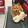 aisle, animal, conveyor_belt, cute, dog, fur, happy, indoor, leash, pet, plush_toy, pomeranian, retail, shopping_cart, small_dog, smiling, store, stuffed_animal, tongue_out, toy