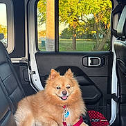 Zues joined the competition — help win amazing prizes! dog, pomeranian, pet, car_interior, leather_seat, window, greenery, tree, sunlight, happy, smiling, red_harness, seatbelt, door_handle, vehicle, park, daylight, fur, small_dog, relaxed