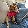Zues joined the competition — help win amazing prizes! animal, blue_pillow, canine, comfort, couch, cozy, cute, dog, fur, home, hoodie, indoor, pet, pillows, pomeranian, red_clothing, relaxed, resting, small_dog, striped_pillow