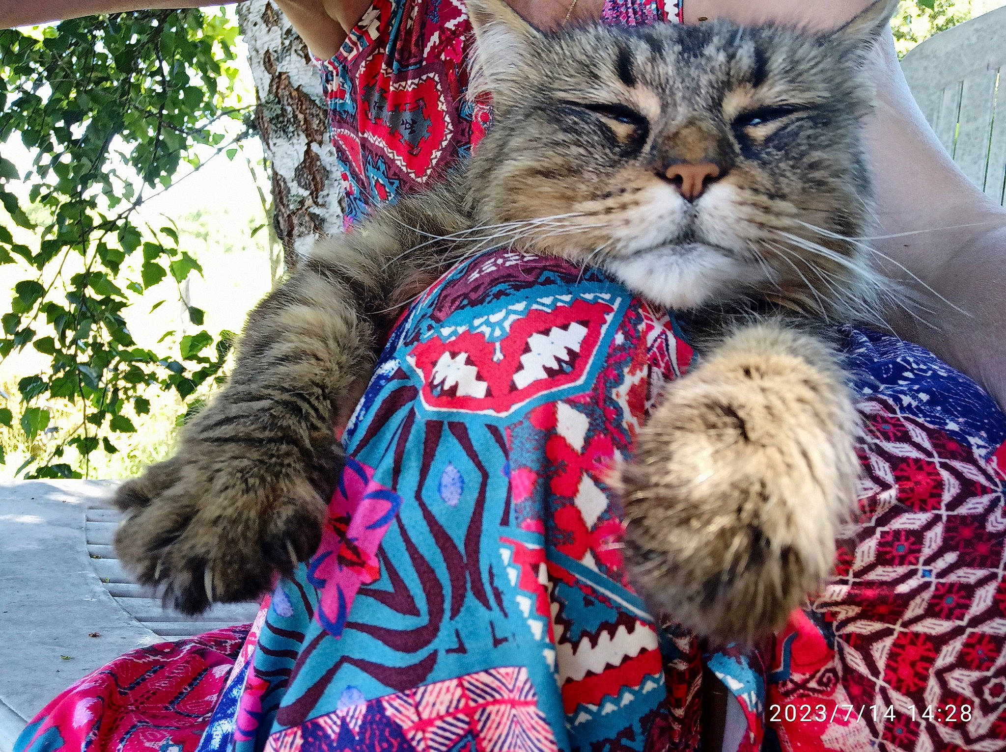 Moon a rejoint le concours — aidez-le/la à gagner de superbes lots ! carnivore, cat, claw, comfort, domestic_short_haired_cat, felidae, fur, grass, hug, pattern, paw, plant, sitting, small_to_medium_sized_cats, snout, tail, textile, tree, whiskers