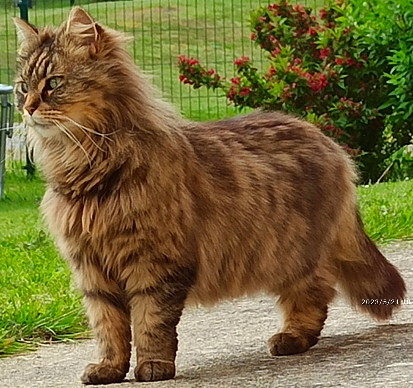 Moon participe au concours pour gagner de l'argent avec cette photo : carnivore, cat, claw, felidae, flower, fur, grass, grassland, liver, plant, small_to_medium_sized_cats, snout, tail, terrestrial_animal, whiskers, wildlife