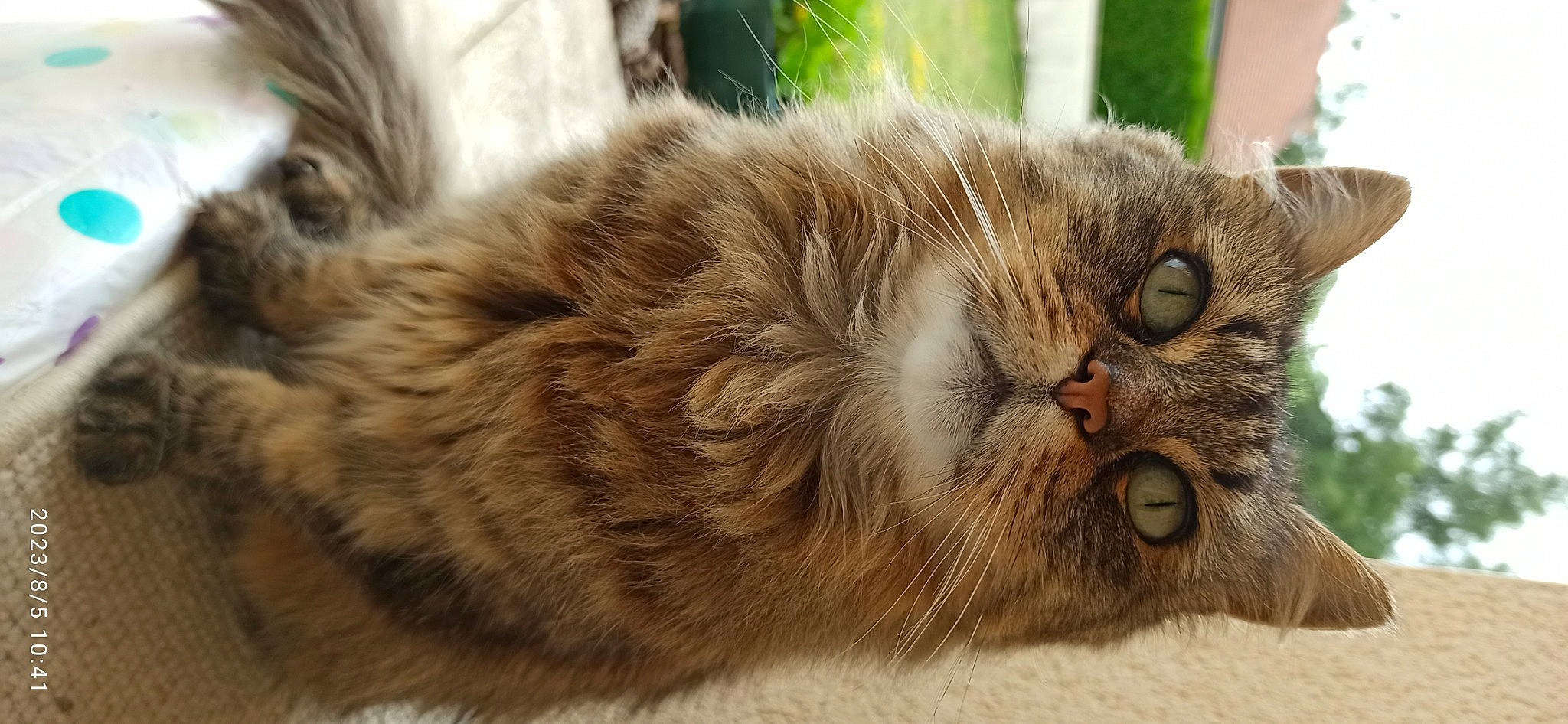 Moon a rejoint le concours — aidez-le/la à gagner de superbes lots ! carnivore, cat, claw, close_up, domestic_short_haired_cat, fawn, felidae, fur, head, liver, paw, small_to_medium_sized_cats, snout, tail, terrestrial_animal, tree, whiskers, wildlife