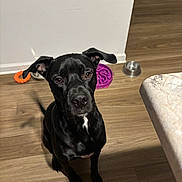 Seymour joined the competition — help win amazing prizes! attentive, black_dog, dog, ears, eyes, food_bowl, hardwood_floor, home_interior, indoor, kitchen, looking_up, nose, orange_toy, pet, portrait, purple_bowl, shadow, sitting, wall, water_bowl