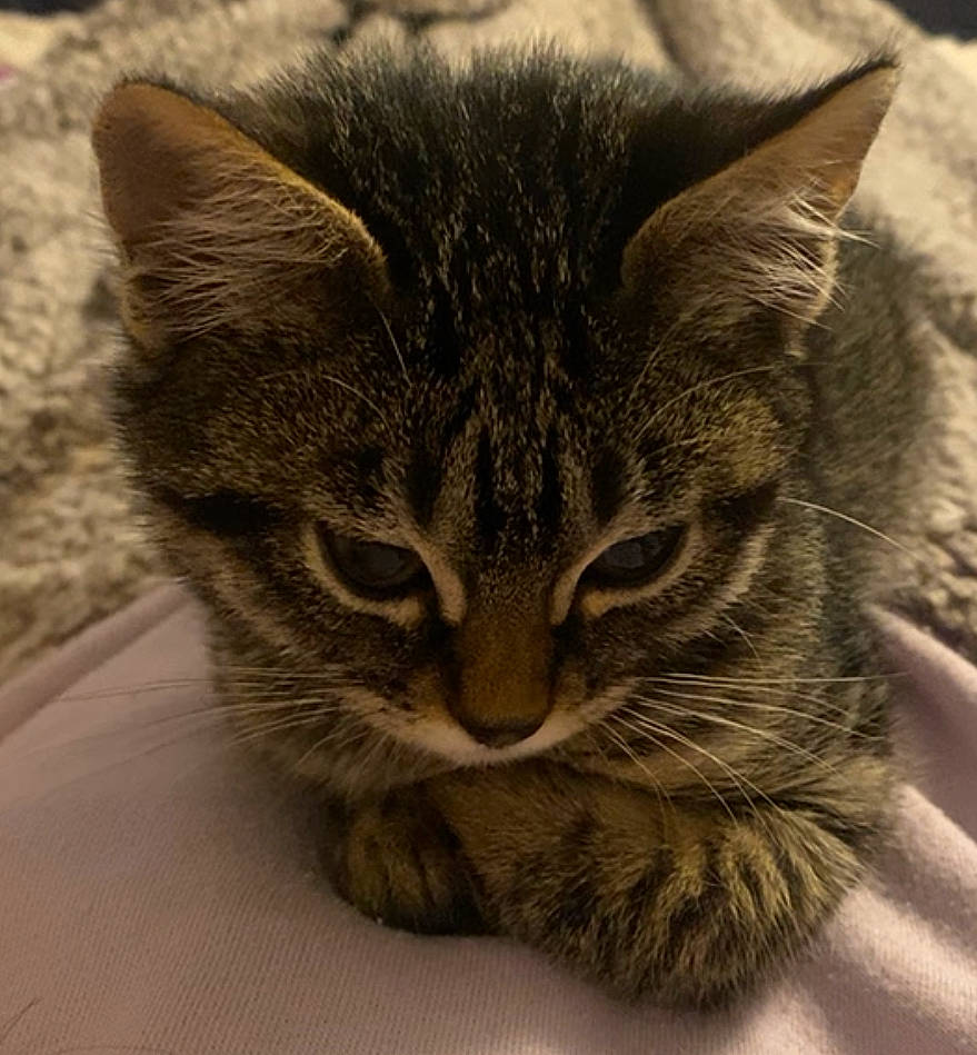 Destiny is registered to the contest to win money with this photo: carnivore, cat, comfort, domestic_short_haired_cat, ear, felidae, fur, grey, paw, small_to_medium_sized_cats, snout, terrestrial_animal, whiskers, wildlife