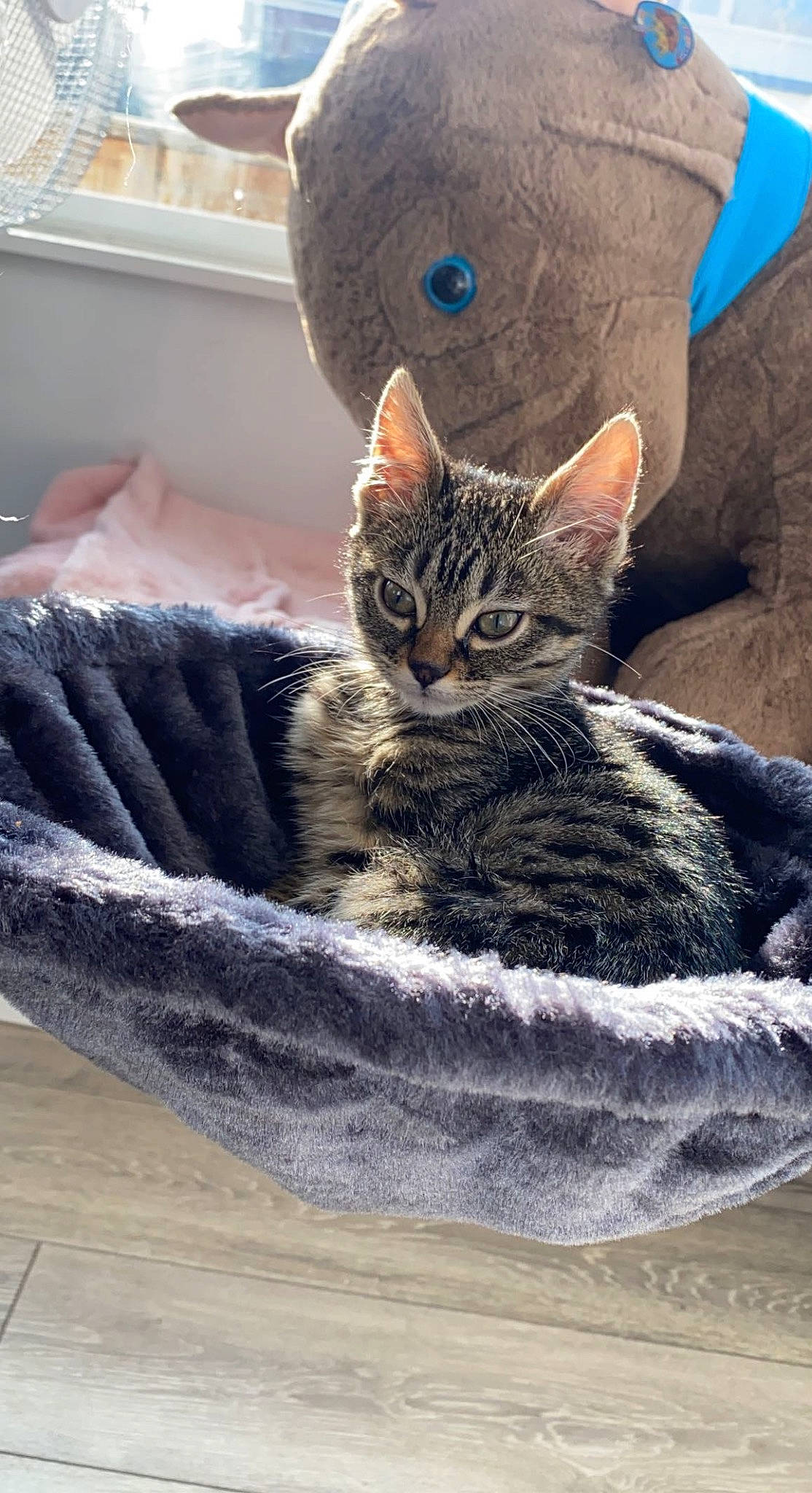 Destiny is registered to the contest to win money with this photo: carnivore, cat, cat_supply, claw, comfort, domestic_short_haired_cat, felidae, fur, grey, military_camouflage, pattern, paw, sitting, small_to_medium_sized_cats, snout, tail, terrestrial_animal, vertebrate, whiskers, wood