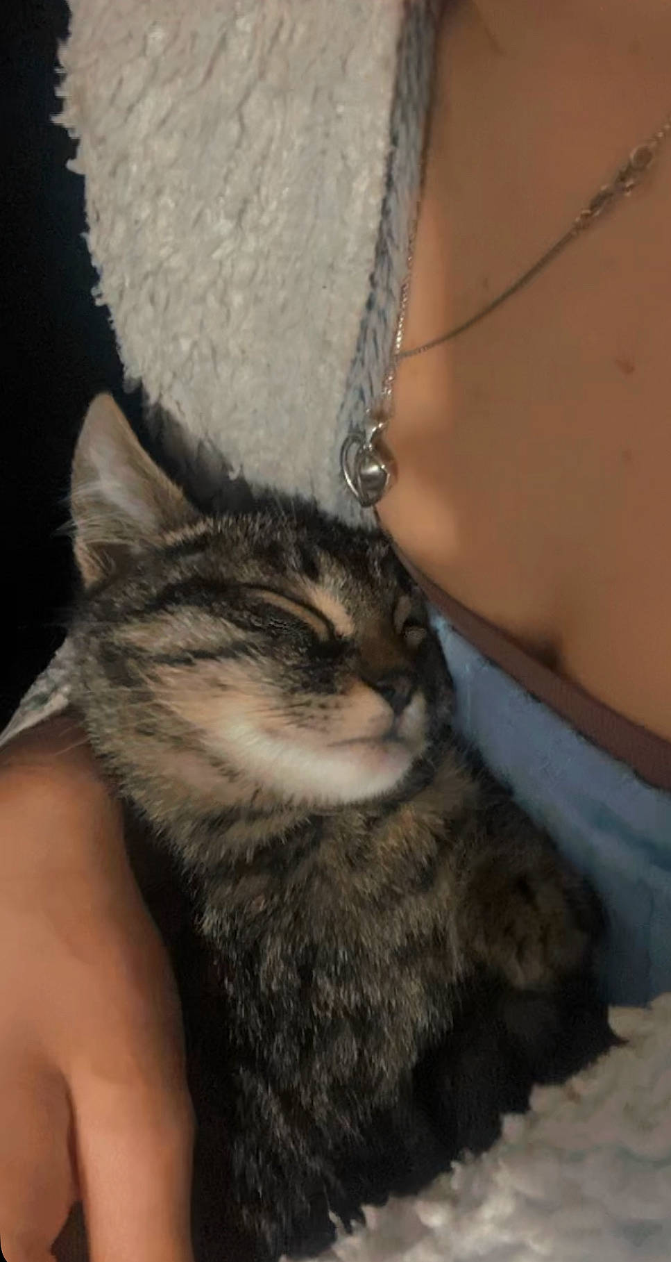 Destiny is registered to the contest to win money with this photo: carnivore, cat, claw, comfort, couch, domestic_short_haired_cat, felidae, fur, human_leg, nail, paw, small_to_medium_sized_cats, tail, thigh, whiskers, window