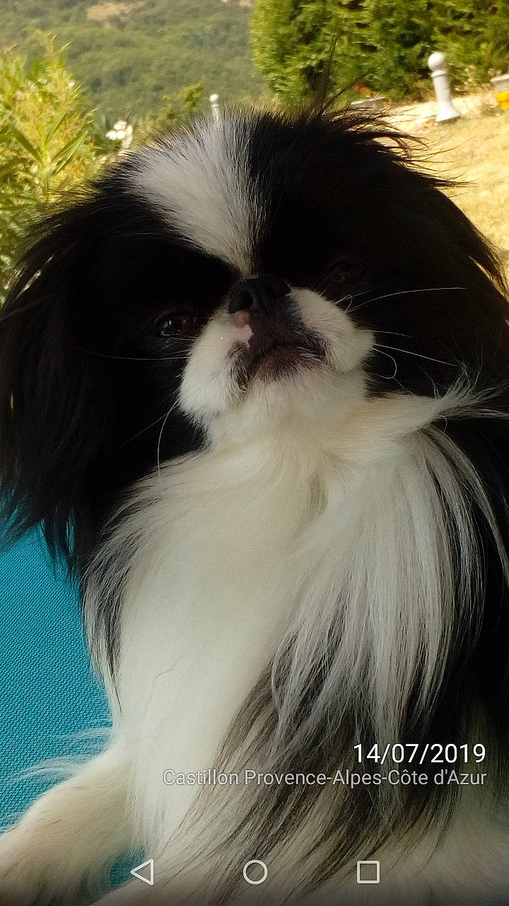 Origami participe au concours pour gagner de l'argent avec cette photo : canidae, carnivore, chinese_imperial_dog, companion_dog, dog, dog_breed, japanese_chin, liver, mammal, shih_tzu, snout, toy_dog, whiskers