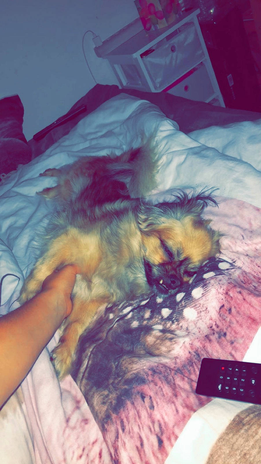 Kanel a rejoint le concours — aidez-le/la à gagner de superbes lots ! bed_sheet, flesh, fur, nap, sleep, textile