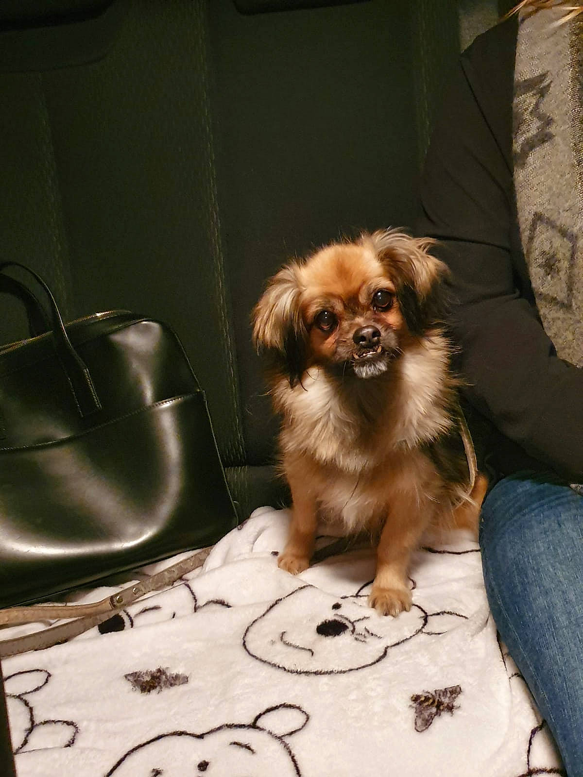 Kanel participe au concours pour gagner de l'argent avec cette photo : canidae, carnivore, companion_dog, dog, dog_breed, fawn, fur, japanese_chin, mammal, pekingese, pomeranian, puppy, snout, sporting_group, tibetan_spaniel, toy_dog