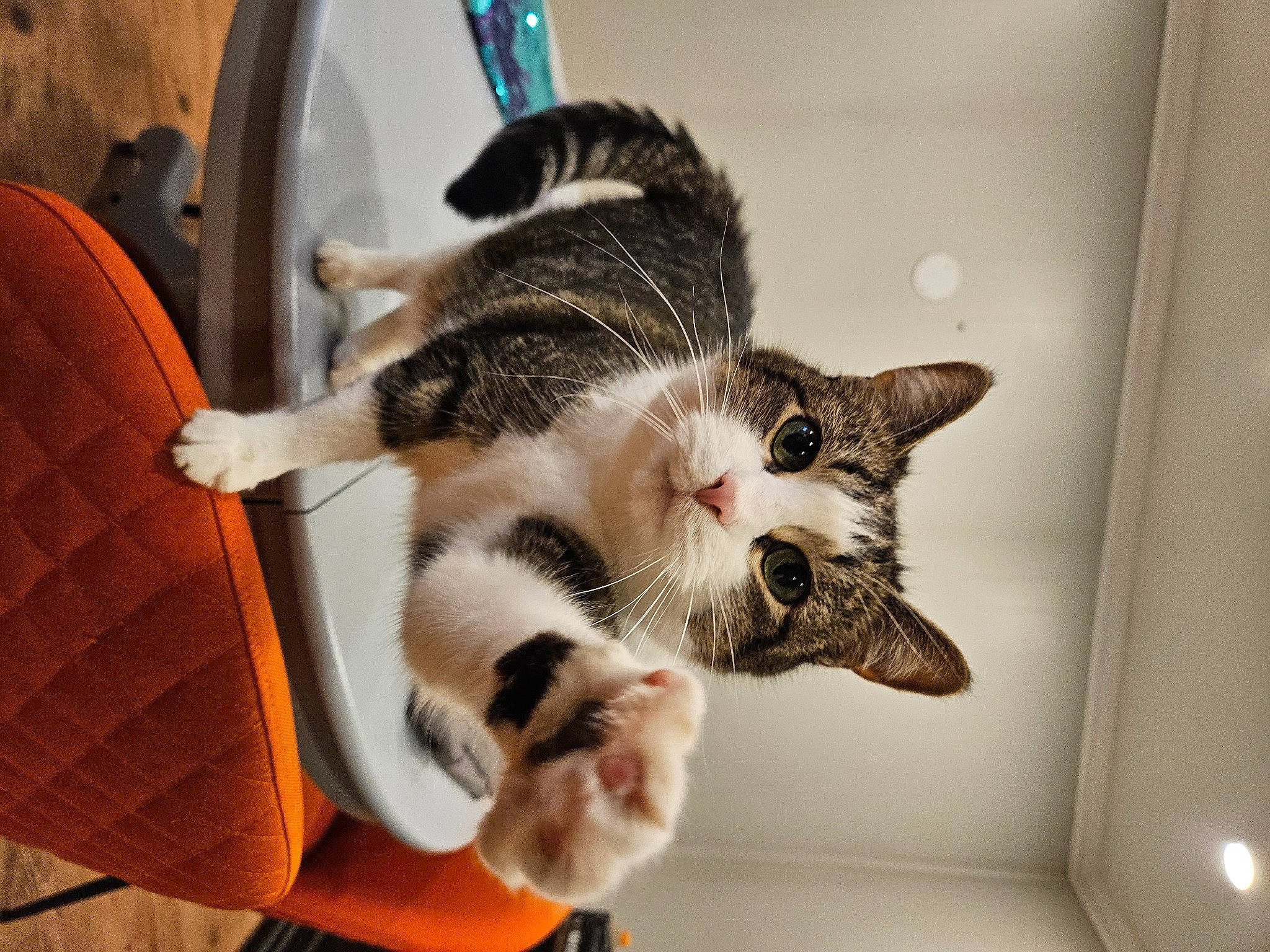 Maggie is registered to the contest to win money with this photo: carnivore, cat, claw, comfort, domestic_short_haired_cat, eye, felidae, fur, paw, room, small_to_medium_sized_cats, snout, tail, whiskers, wood