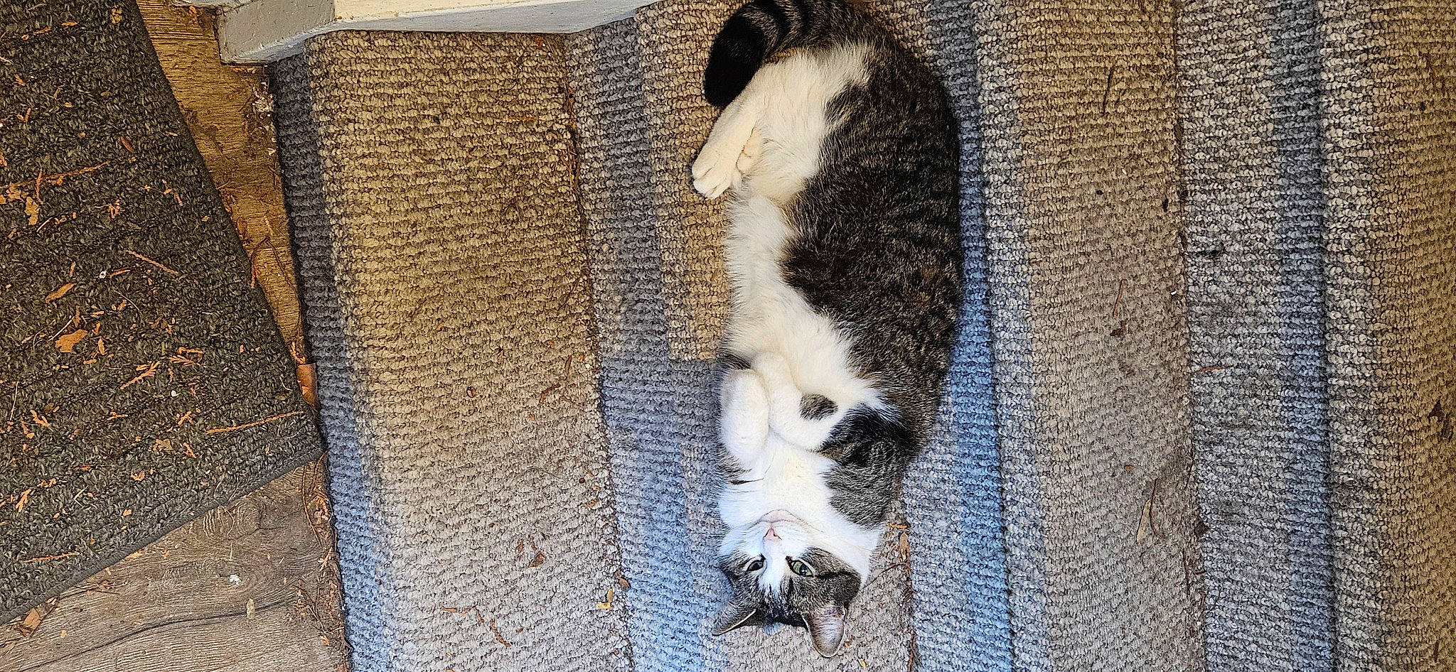 Maggie is registered to the contest to win money with this photo: animal_shelter, canidae, carnivore, cat, claw, dog_breed, domestic_short_haired_cat, fawn, felidae, flooring, fur, pet_supply, small_to_medium_sized_cats, snout, sporting_group, tail, terrestrial_animal, whiskers, window, wood