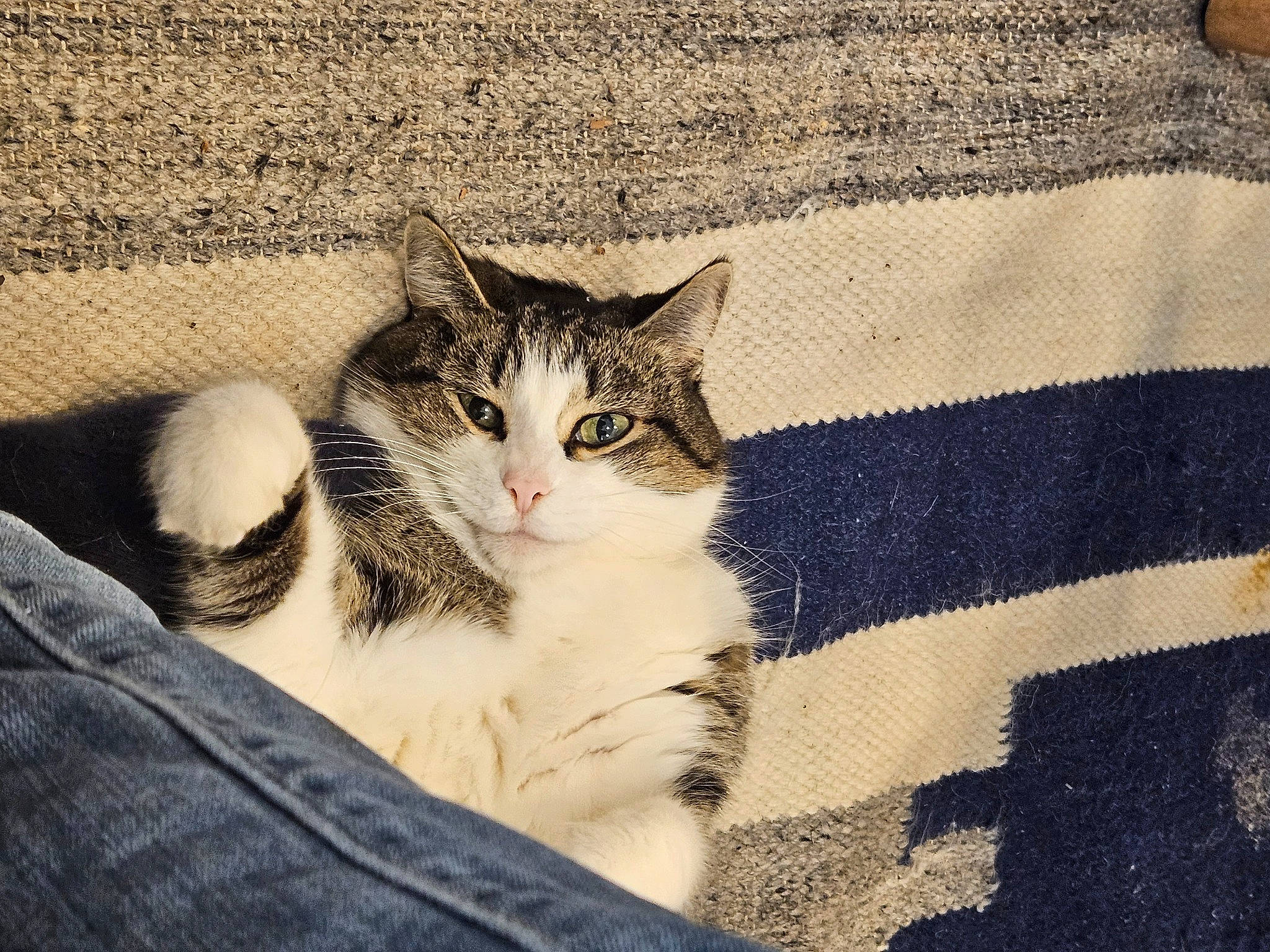 Maggie is registered to the contest to win money with this photo: carnivore, cat, comfort, domestic_short_haired_cat, eye, felidae, foot, fur, grass, grey, paw, plant, small_to_medium_sized_cats, snout, tail, terrestrial_animal, tree, whiskers, window, wood