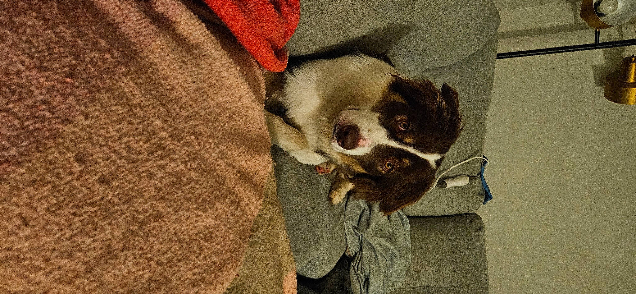 Bowie joined the competition — help win amazing prizes! beard, canidae, carnivore, cat, comfort, companion_dog, dog_breed, ear, fang, fawn, felidae, fur, paw, sleeve, small_to_medium_sized_cats, snout, sunglasses, tail, toy_dog, whiskers