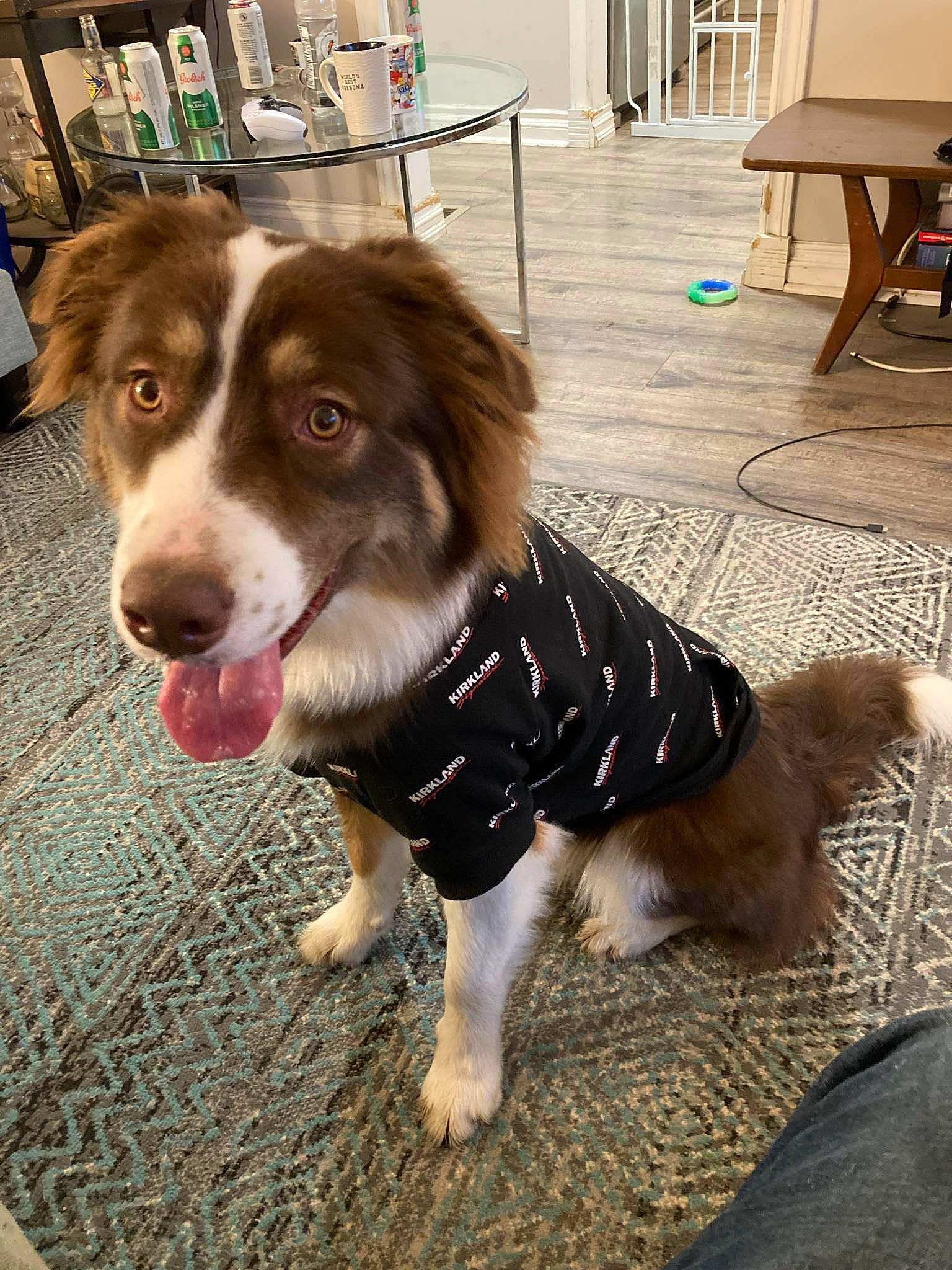 Bowie is registered to the contest to win money with this photo: canidae, carnivore, chair, companion_dog, dog, dog_breed, dog_supply, floor, flooring, fur, hardwood, herding_dog, leash, snout, sporting_group, toy_dog, whiskers, wood, working_animal, working_dog