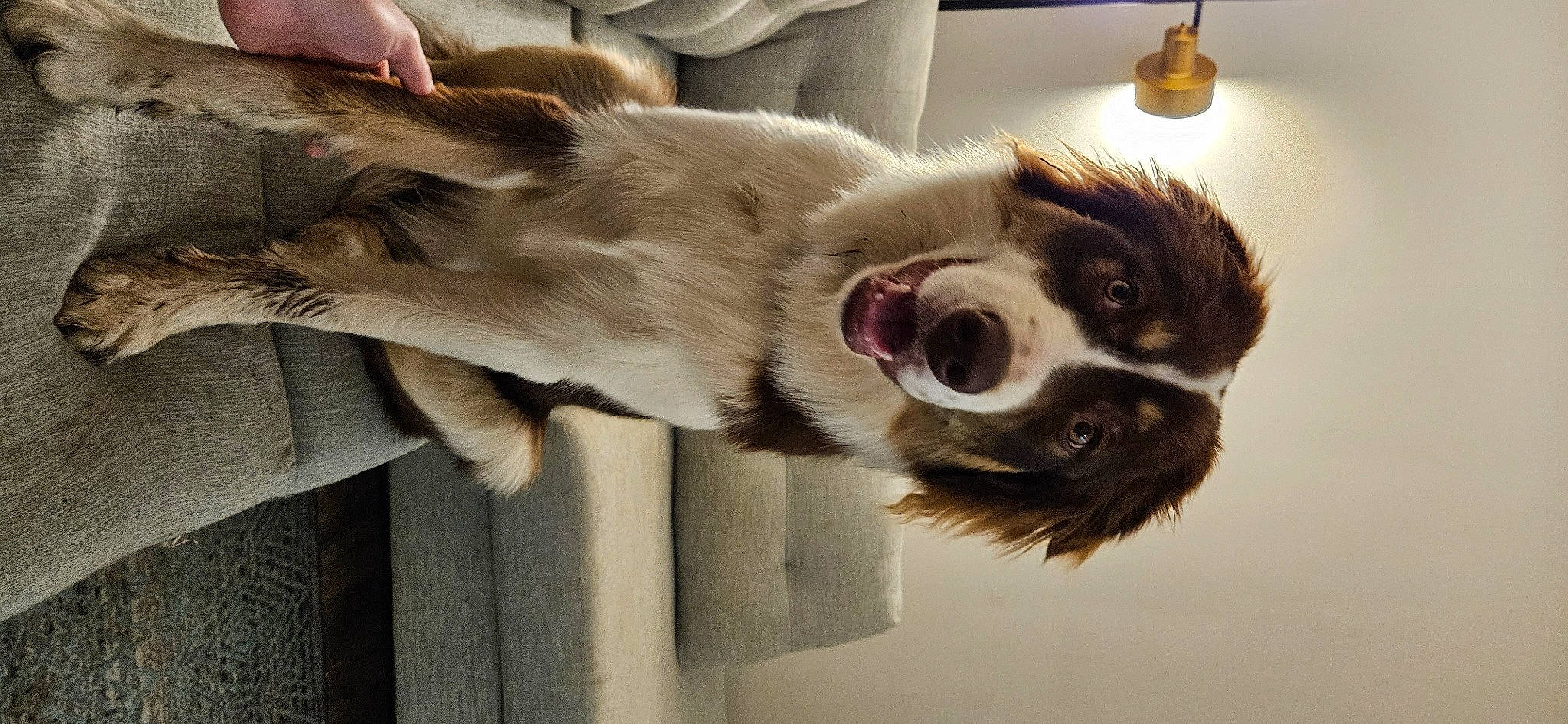 Bowie is registered to the contest to win money with this photo: canidae, carnivore, collar, companion_dog, dog, dog_breed, dog_collar, eyewear, fur, leash, liver, paw, pet_supply, plant, sporting_group, tail, terrestrial_animal, vision_care, whiskers, working_animal