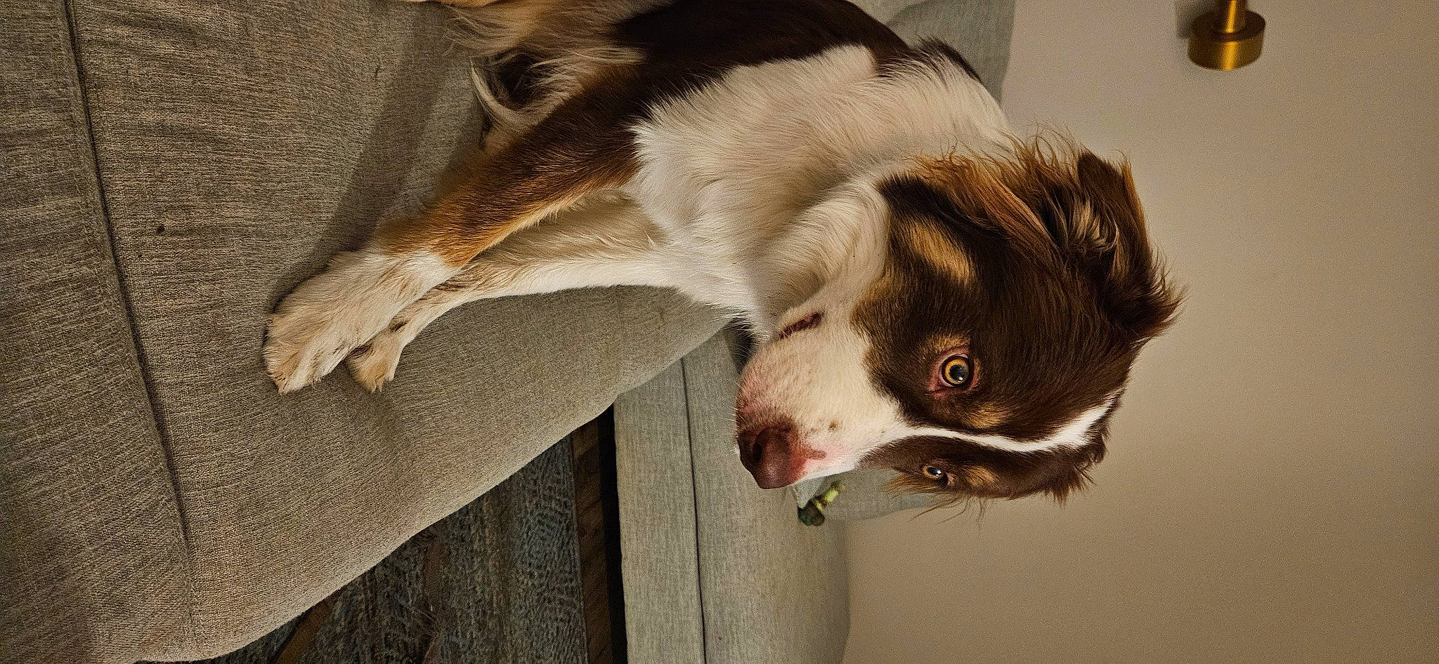 Bowie is registered to the contest to win money with this photo: bored, canidae, carnivore, companion_dog, dog, dog_breed, fang, fur, gun_dog, herding_dog, liver, snout, spaniel, sporting_group, tail, terrestrial_animal, whiskers, wood, working_animal, working_dog