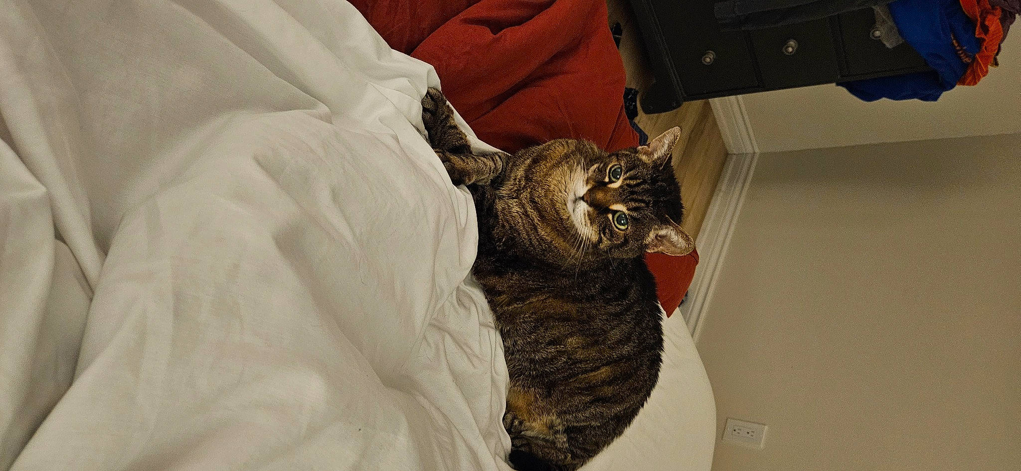 Queen Tubs joined the competition — help win amazing prizes! bed, bedding, black_cat, carnivore, cat, claw, comfort, domestic_short_haired_cat, duvet, felidae, fur, human_leg, linens, nap, paw, room, small_to_medium_sized_cats, tail, vertebrate, whiskers