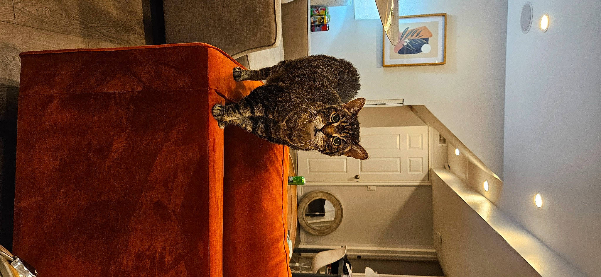 Queen Tubs is registered to the contest to win money with this photo: cardboard, carnivore, cat, domestic_short_haired_cat, door, felidae, floor, flooring, fur, hardwood, home_appliance, picture_frame, plywood, room, shelf, small_to_medium_sized_cats, tail, whiskers, wood, wood_stain