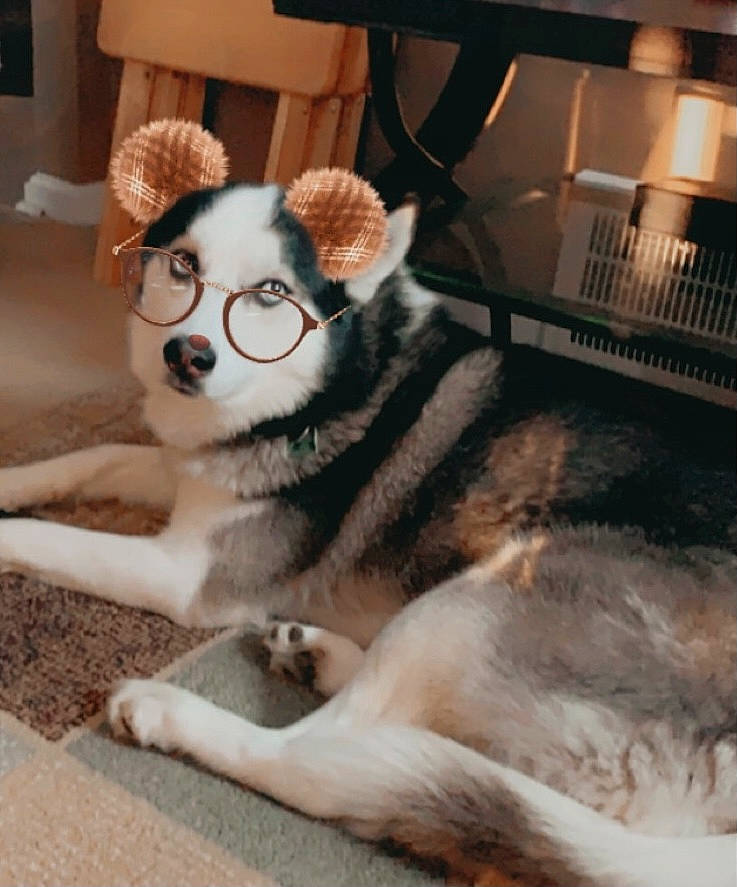 Jax is registered to the contest to win money with this photo: canidae, canis, carnivore, companion_dog, dog, dog_breed, dog_supply, fashion_accessory, fawn, felidae, fur, paw, sled_dog, snout, sporting_group, tail, terrestrial_animal, whiskers, working_animal, working_dog